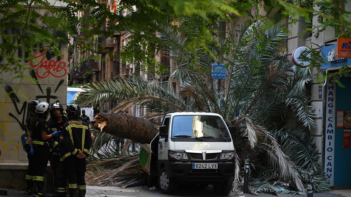 Muere una mujer al caerle encima una palmera en el Raval de Barcelona / JORDI COTRINA
